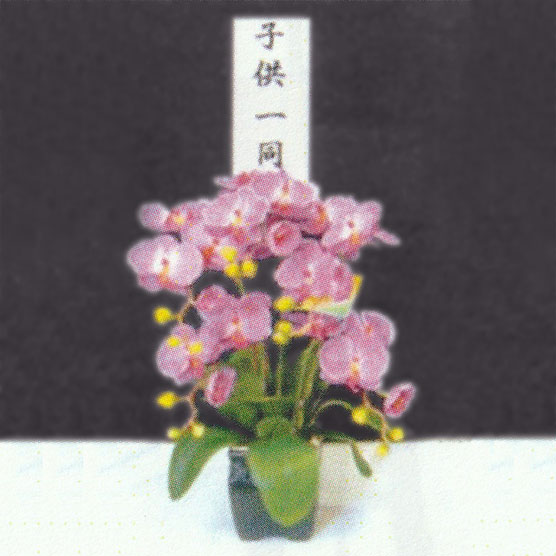 胡蝶蘭5本立（紫）