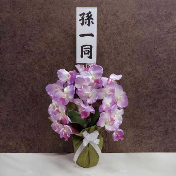 胡蝶蘭5本立（紫）