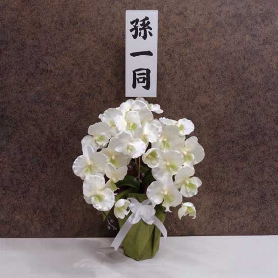 >胡蝶蘭5本立（白）